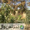 فروش ٧٠٠ متر باغچه در صباشهر شهریار